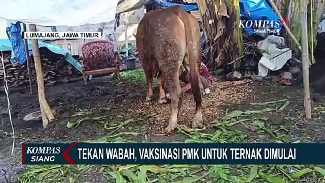 Kementan Siapkan Tiga Juta Dosis Vaksinasi PMK Hewan Ternak