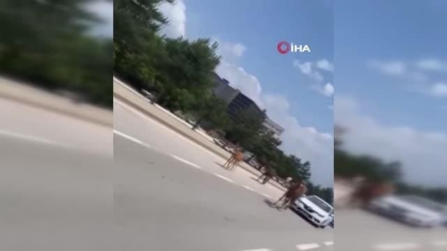 Bursa'da başıboş atlar trafiği tehlikeye soktu