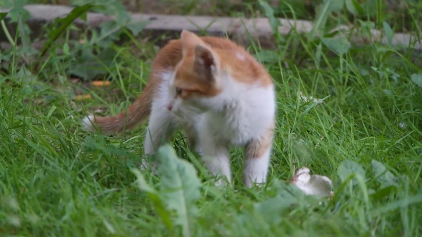 Cute cat mwwa
