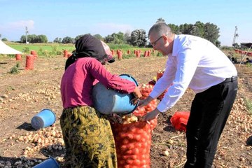 Karacabey'de soğan hasadı bereketli başladı