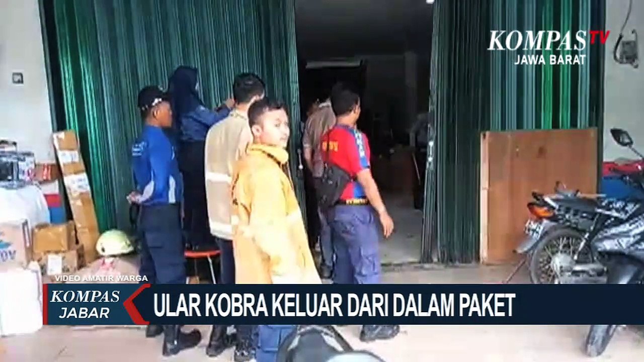 Kurir Panik! Ular Kobra Keluar Dari Paket