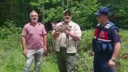 Bitkin halde bulunan karaca yavrusu beslenip doğaya salındı