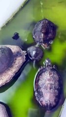 Une tortue fait chier son pote avec son crachat !