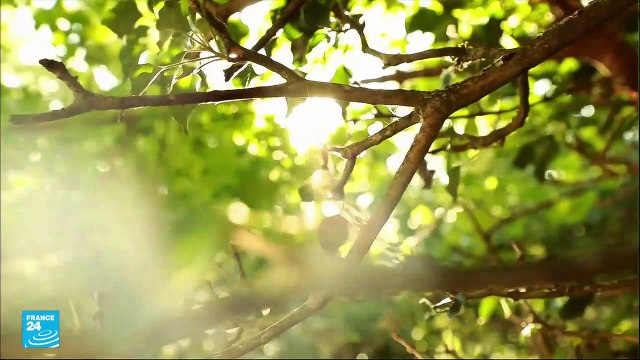 موجة حر استثنائية تضرب إسبانيا وتتجه نحو فرنسا