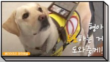 [배리어프리-화면해설] 안내견 나감이의 미션! 투표 '안내'하기