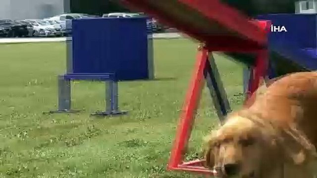 Jandarmanın eğitimli köpeklerinin gösterisi alkış topladı