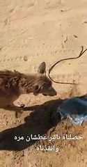 بالفيديو.. مواطن ينقذ ذئبًا من العطش في الصحراء