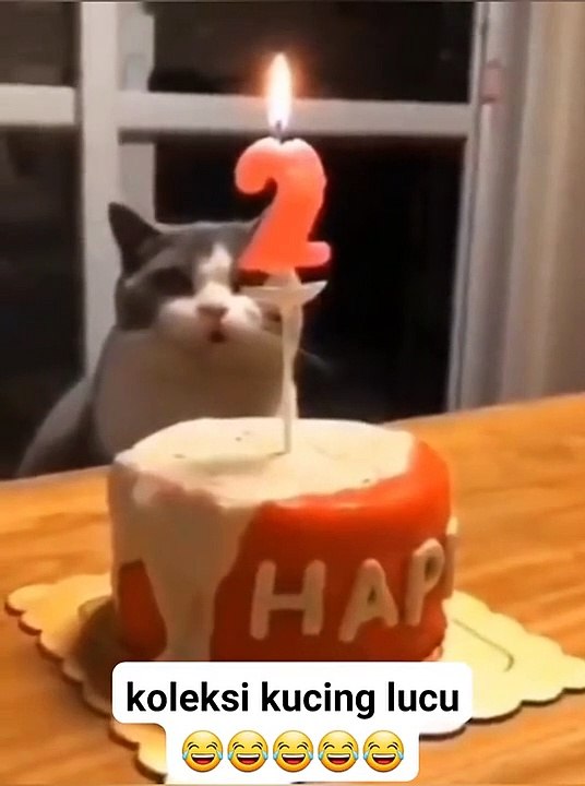 Funny Cats #3