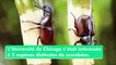 Syndrome du scarabée et comment se traduit-il dans le monde du travail ?