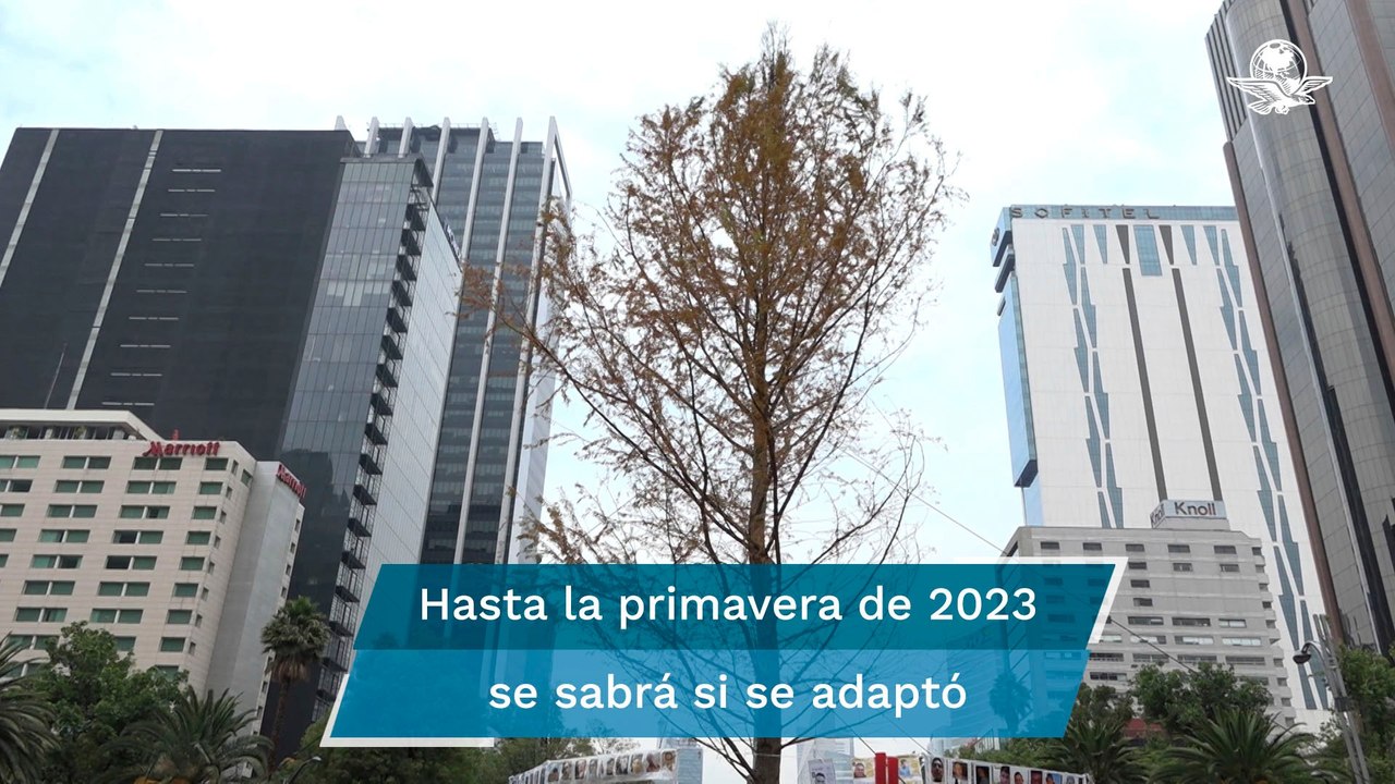 El ahuehuete está estresado: expertos