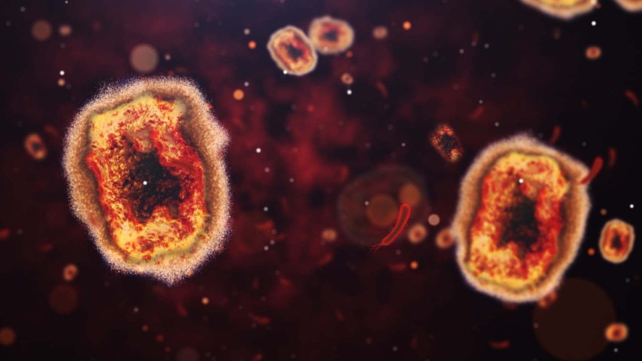 Affenpocken: WHO plant nötige Maßnahmen in Notfallausschuss