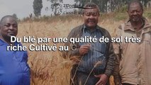Innovation Voici le Blé cultivé au Cameroun