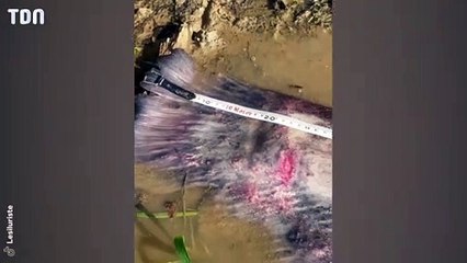 Découverte d'un impressionnant monstre marin