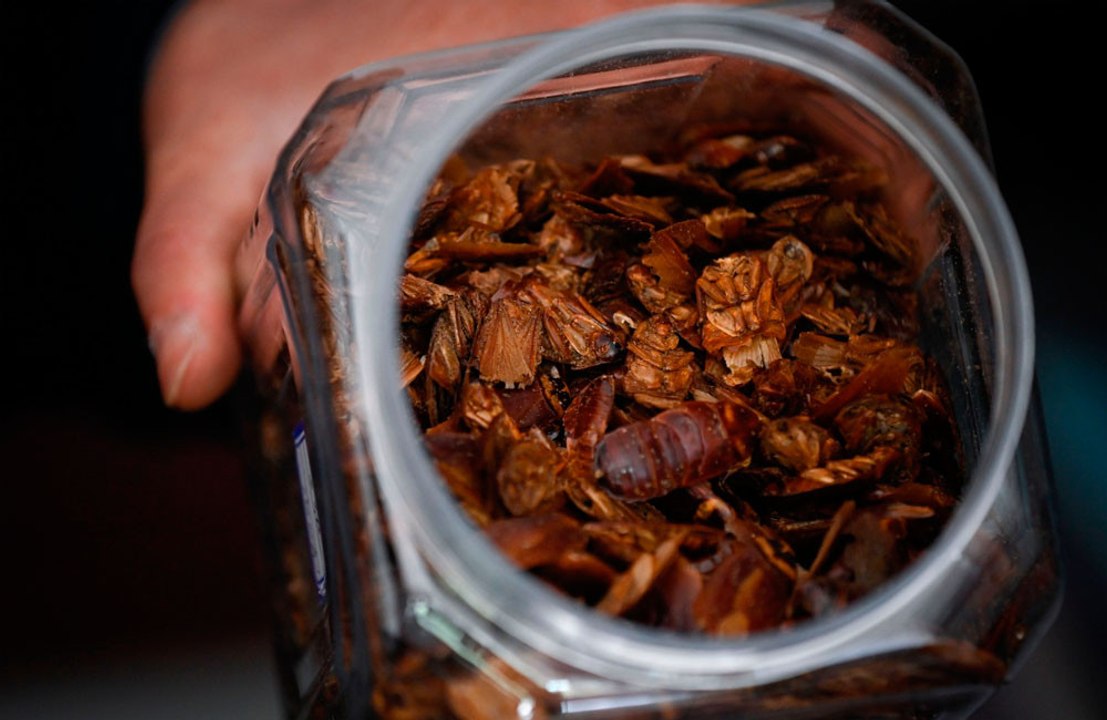 Company to pay homeowners to release 100 cockroaches into houses