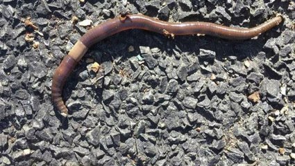 Kabus 1948'de başladı, şimdi koskoca ülke alarmda! Dışkıları taş duvarı bile deviriyor