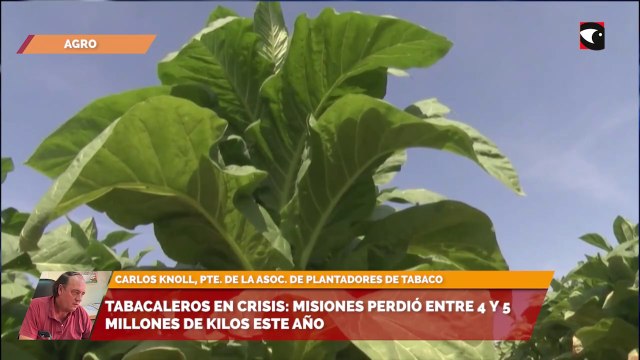 Tabacaleros en crisis: Misiones perdió entre 4 y 5 millones de kilos este año