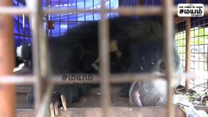 ஆட்டம் காட்டிய கரடி; கூண்டில் அடைத்த வனத்துறை; விவசாயிகள் நிம்மதி!