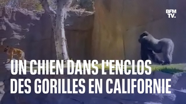 Un chien s'introduit dans l'enclos des gorilles dans un zoo en Californie