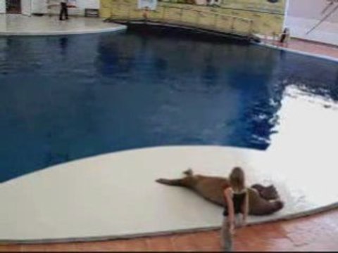 Un morse danse sur Smooth Criminal