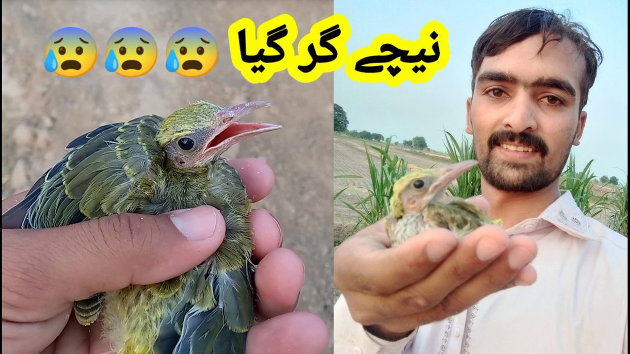 Helping baby birds