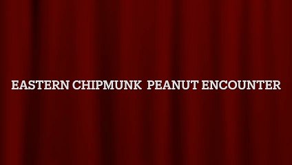 2022-6 Eastern Chipmunk