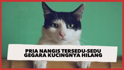 Pria Nangis Tersedu-sedu Gegara Kucingnya Hilang Malah Bikin Berpikir Keras