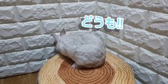 洗わずにウサギの体をキレイにする方法✨ ボディーシャンプータオルで丸吉くんのモテ度アップ?!