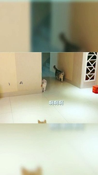 القطه مكنتش متوقعه رد الفعل | The cat was shocked by her husband
