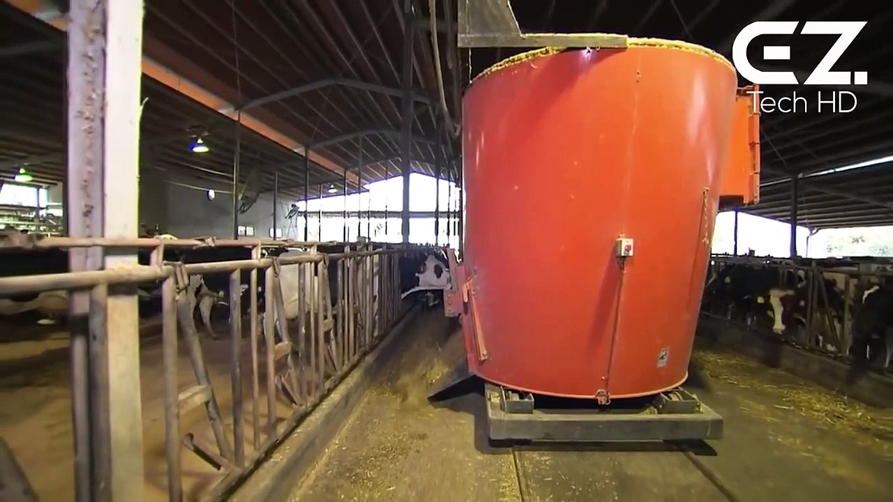 See how cows give birth. Incredible modern cow farm and cow milking harvest technology