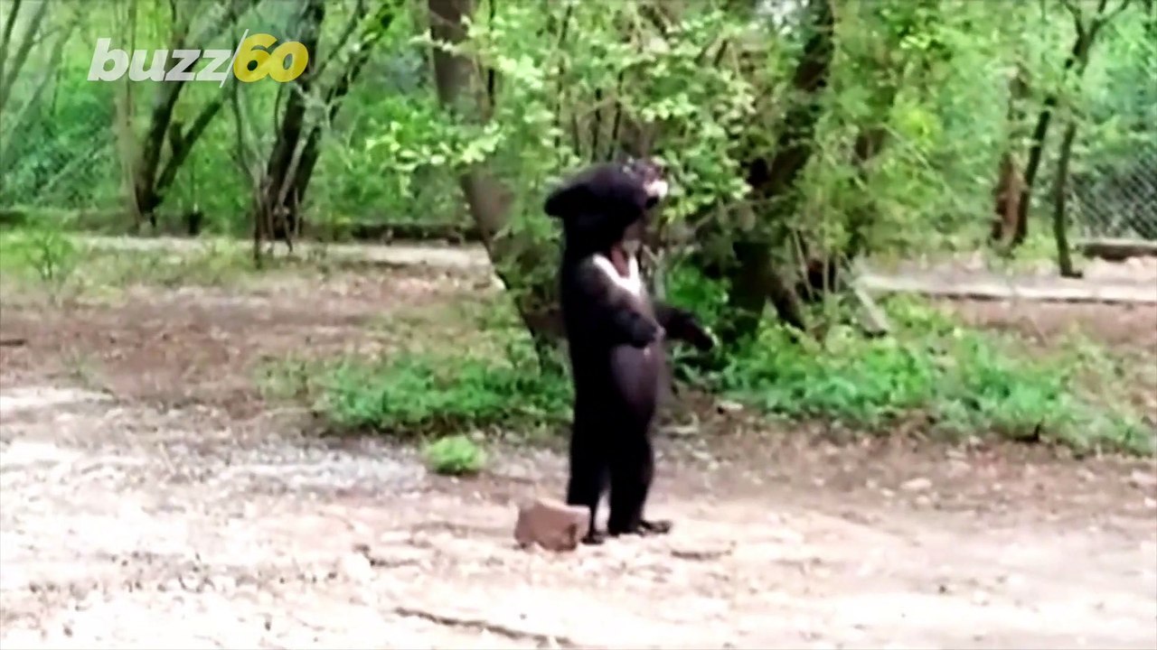 This Bear Cub Has Been Rescued and is Being Nursed Back to Life By This Heroic Wildlife Group