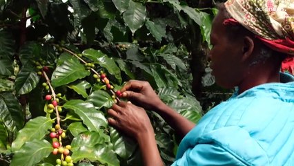 Cafezais moçambicanos coabitam com a floresta tropical