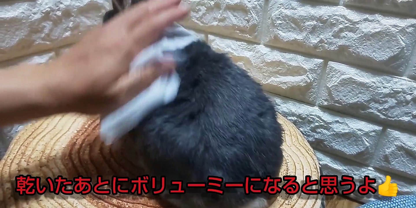 うさぎにビタミンＣサプリを与えたら…