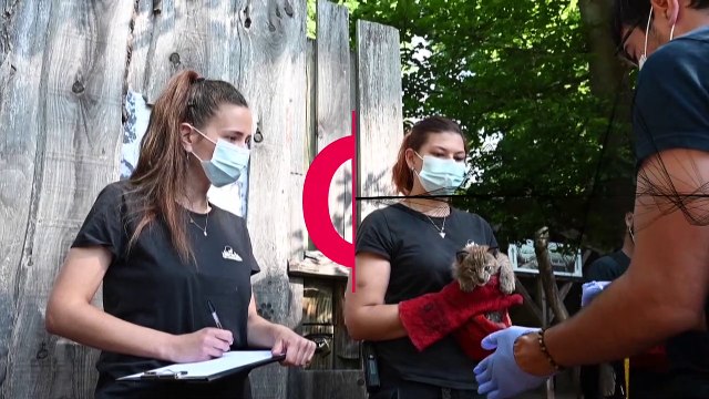 Premier examen médical pour trois bébés lynx nés en France