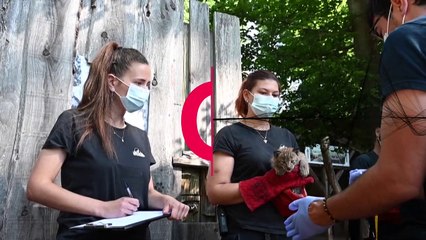 Premier examen médical pour trois bébés lynx nés en France
