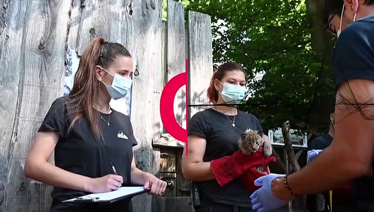 Frankreich: Gesundheits-Check für Baby-Luchsinnen