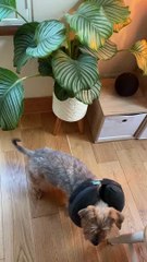 Duckling Puts It in Reverse