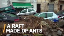 Watch How These Fire Ants Survive a Flood Using a Pretty Ingenious Method