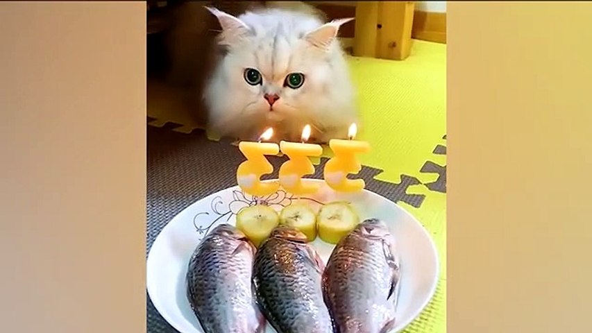 OMG So Cute | Funniest Cats And Dogs_