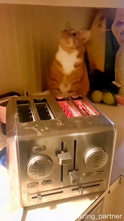 لحظات مضحكه للقطط | very funny cats