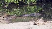 Aumenta ligeramente la población de cocodrilos en la Bahía | CPS Noticias Puerto Vallarta