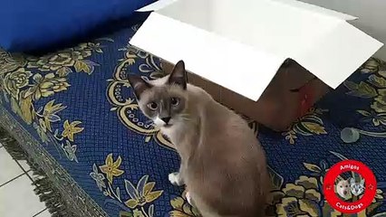 GATOS ENCAIXOTADOS PARTE 2