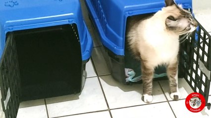GATOS TRANSFORMAM CAIXA DE TRANSPORTE EM CAMA