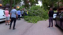 Park halindeki aracın üzerine ağaç devrildi