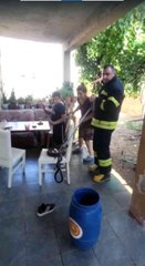 Zehirli engerek yılanı doğaya salındı