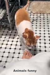 Kompilasi lucu