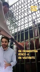 ¡Aterrador! Orangután ataca a un hombre en un zoológico de Indonesia