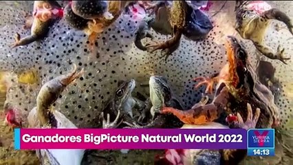 Descargar video: Estas son las fotos ganadoras del BigPicture Natural World 2022