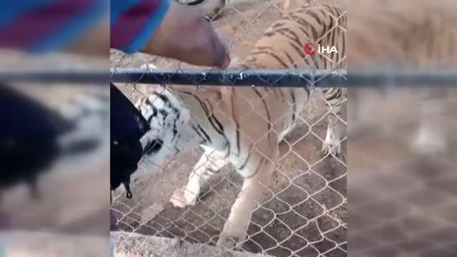 Meksika'da bakıcısı olduğu kaplanın saldırısına uğrayan kişi öldü