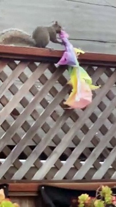 Homophobic Squirrel Stole Our Pride Flag