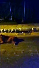 Vídeo: capivara morre após ser atropelada em Lagoa Santa